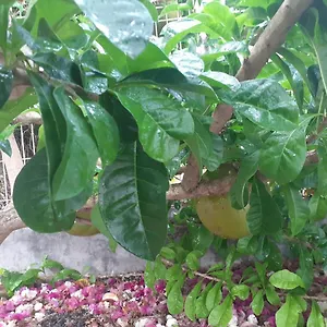 gtes-de-corneille-bungalow-sweet-mango.comcaribbean.com/